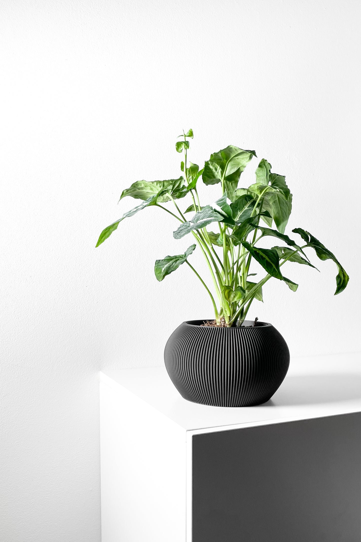 Aeris Blumentopf