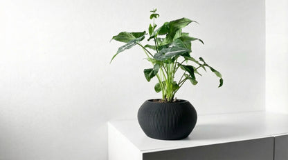 Aeris Blumentopf