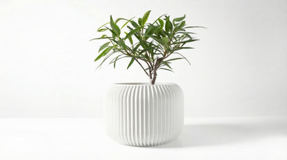 Caela Blumentopf