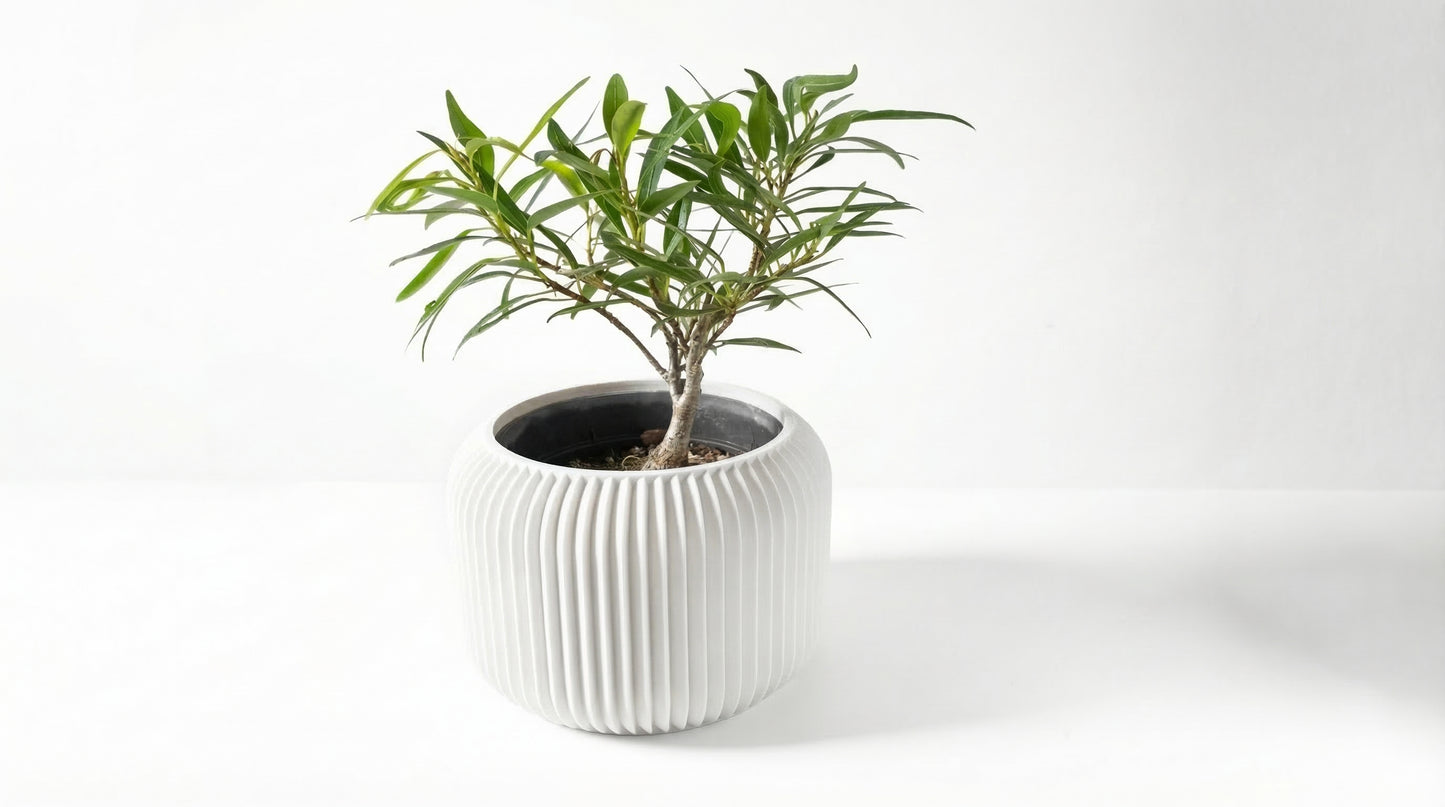 Caela Blumentopf